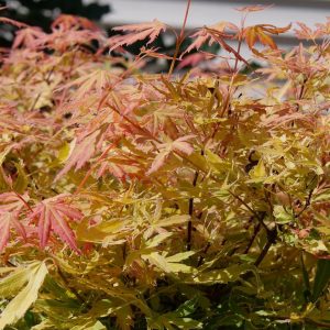 ACER PAL. DIS. `METAMORPHOSA`