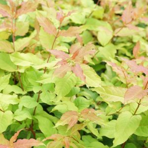 DIERVILLA RIVULARIS `KODIAK FRESH`