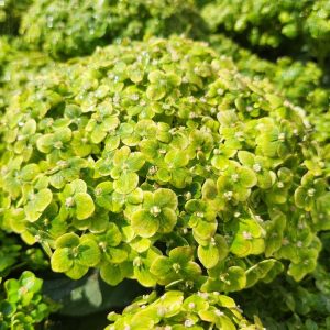 HYDRANGEA ARB. INVINCIBELLE `SUBLIME`