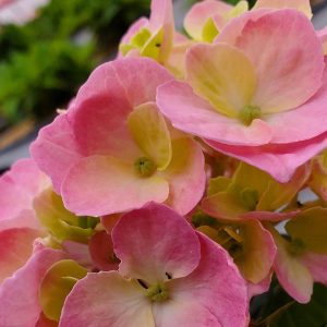 HYDRANGEA M.S. L.D. `SKY VIEW`