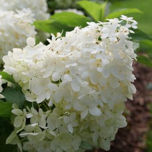HYDRANGEA PAN. `PUFFER FISH`