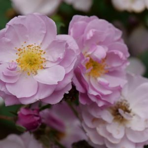 ROSA RISE UP LILAC DAYS