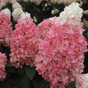 HYDRANGEA PAN. `RUBY SNOW`
