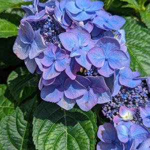 HYDRANGEA M `E.S.POP STAR`