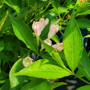WEIGELA X `PEACH KISSES`