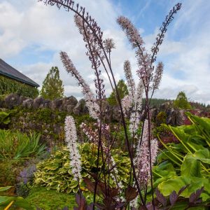 ACTAEA `PINK SPIKE` (CIMICIFUGA)