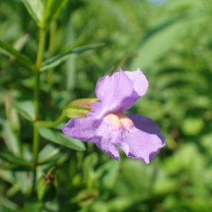 MIMULUS RINGENS