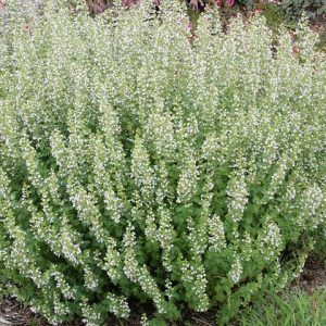 CALAMINTHA NEPETA `MONTROSE WHITE`