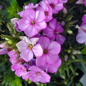 PHLOX `VOLCANO PLUM W/ WHITE EYE`