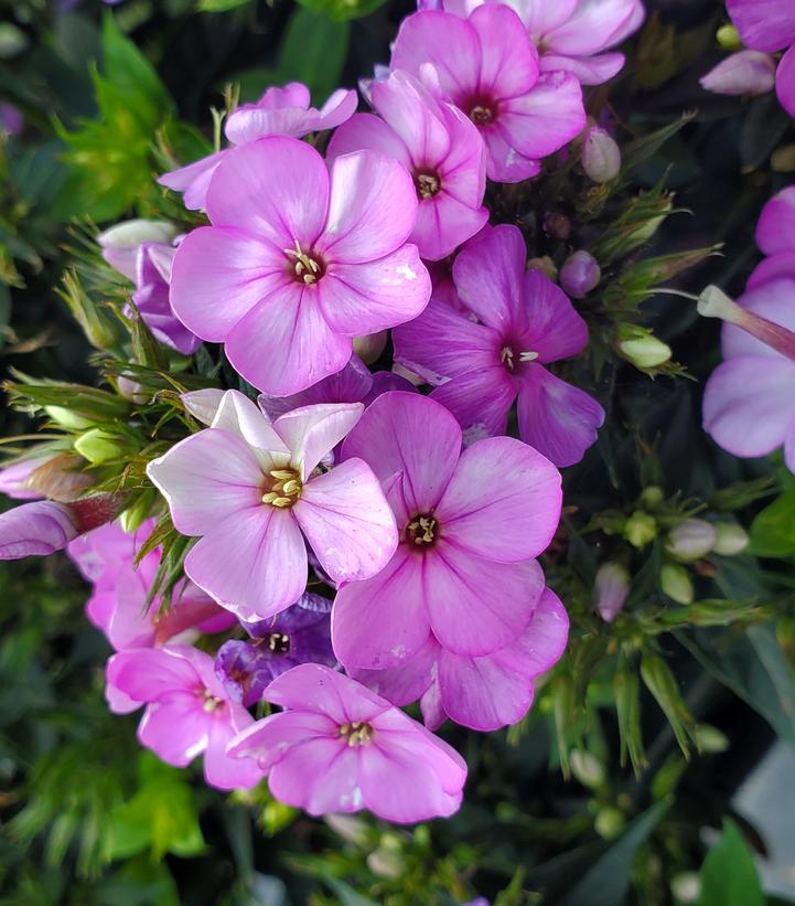 PHLOX `VOLCANO PLUM W/ WHITE EYE`