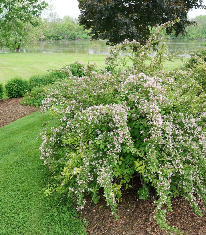 KOLKWITZIA AMABILIS `JOLENE JOLENE`