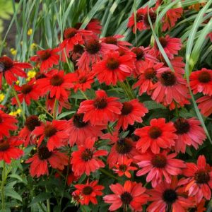ECHINACEA PANAMAT RED