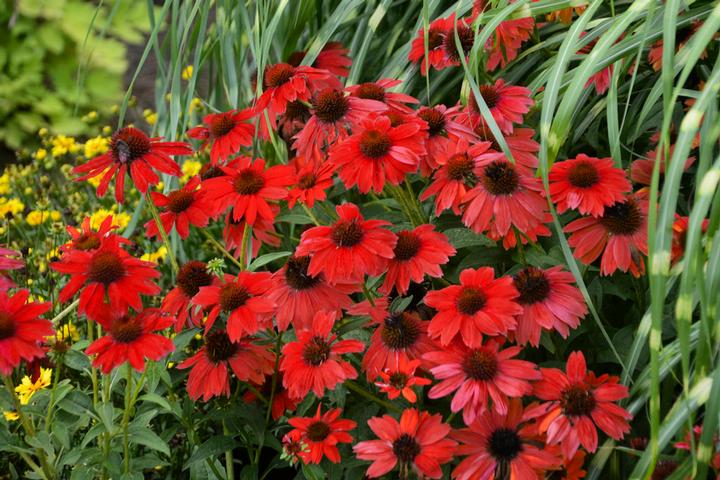 ECHINACEA PANAMAT RED