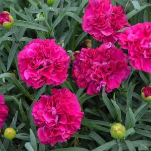DIANTHUS F.P. `FUNKY FUCHSIA`