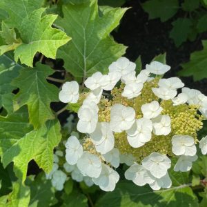 HYDRANGEA QUE. `TOY SOLDIER`