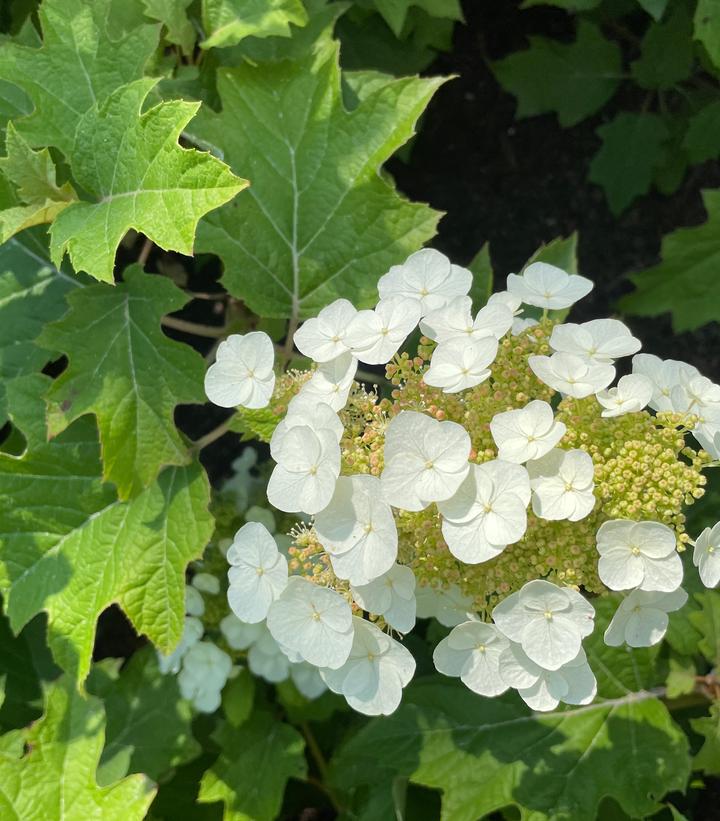 HYDRANGEA QUE. `TOY SOLDIER`