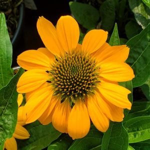 ECHINACEA ARTISAN `YELLOW OMBRE`