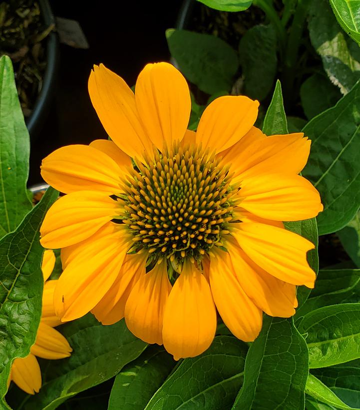 ECHINACEA ARTISAN `YELLOW OMBRE`