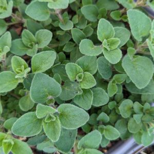 ORIGANUM `HOT & SPICY` - OREGANO