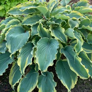 HOSTA SHADOWLAND `VOICES IN THE WIND`