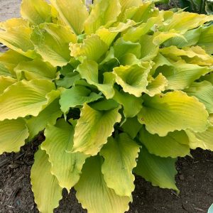HOSTA SHADOWLAND `ECHO THE SUN`