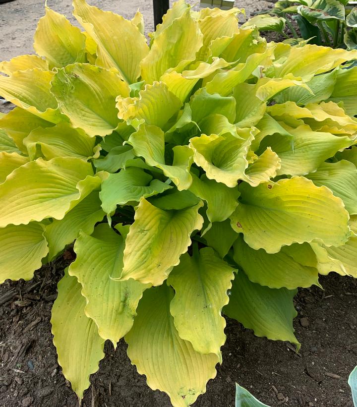 HOSTA SHADOWLAND `ECHO THE SUN`