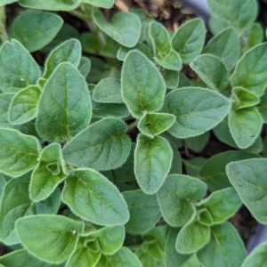ORIGANUM V.S. HIRTUM - GREEK OREGANO