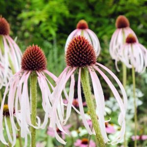ECHINACEA PALLIDA