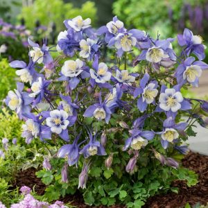 AQUILEGIA EARLYBIRD `BLUE WHITE`