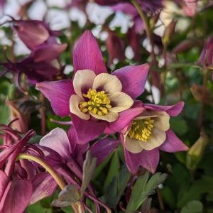 AQUILEGIA EARLYBIRD `PURPLE WHITE`