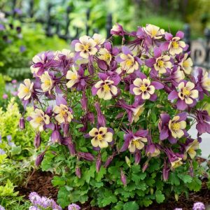 AQUILEGIA EARLYBIRD `PURPLE YELLOW`