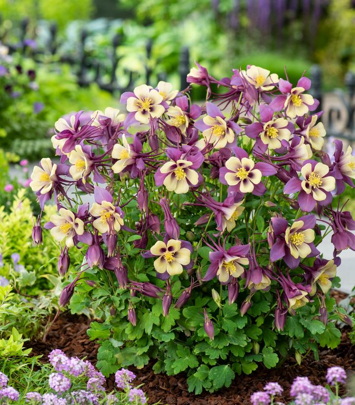 AQUILEGIA EARLYBIRD `PURPLE YELLOW`