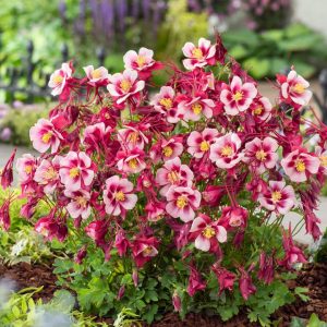 AQUILEGIA EARLYBIRD `RED WHITE`