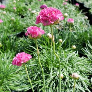 ARMERIA MARITIMA `MORNING STAR DEEP ROSE`