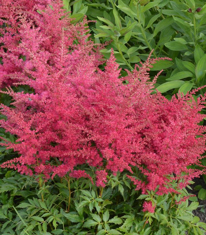 ASTILBE `YOUNIQUE RUBY RED`
