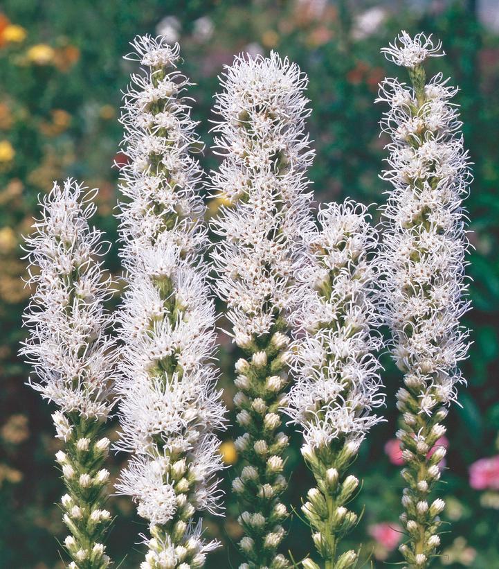 LIATRIS SPICATA `ALBA`