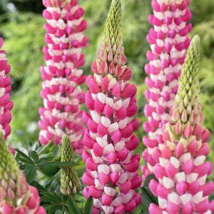 LUPINUS WESTCOUNTRYT `RACHEL DE THAME`