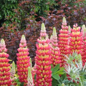 LUPINUS WESTCOUNTRYT `TEQUILA FLAME`
