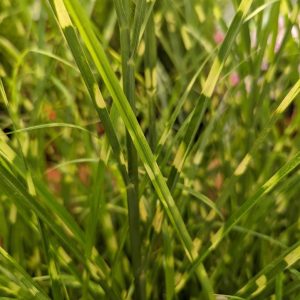 MISCANTHUS SINENSIS `HIGH FREQUENCY` (STERILE)