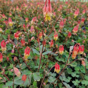 AQUILEGIA CANADENSIS `LITTLE LANTERNS`