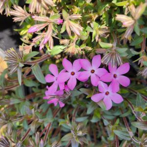 PHLOX X WOODLANDER `PINK`