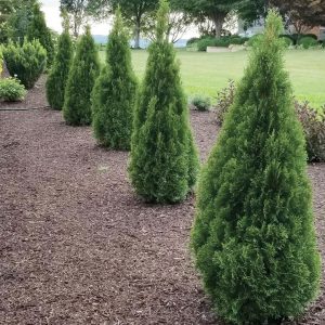 THUJA OCCIDENTALIS `EMERALD SQUEEZE`