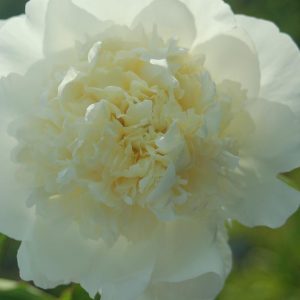 PAEONIA `DUCHESSE DE NEMOURS`