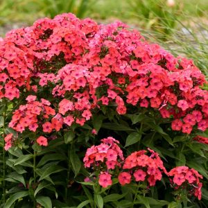 PHLOX LUMINARY `SUNSET CORAL`