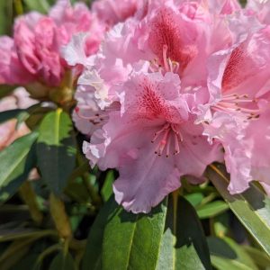 RHODODENDRON `HOLDEN`S PINK FLARE`