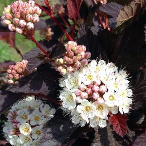 PHYSOCARPUS OP. `CHROMA CHAMELEON`