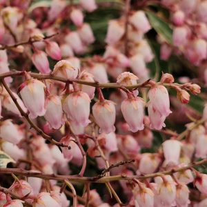 PIERIS JAPONICA `PINK FROST`