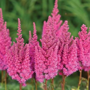 ASTILBE YOU AND ME `ALWAYS` (PINK)