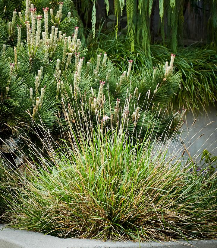 SESLERIA X `GREENLEE HYBRID`