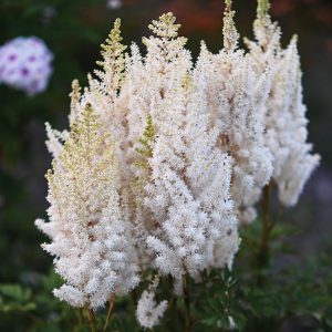 ASTILBE YOU AND ME `TOGETHER` (WHITE)